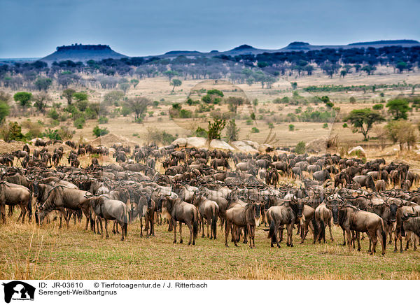 Serengeti-Weibartgnus / western white-bearded wildebeests / JR-03610
