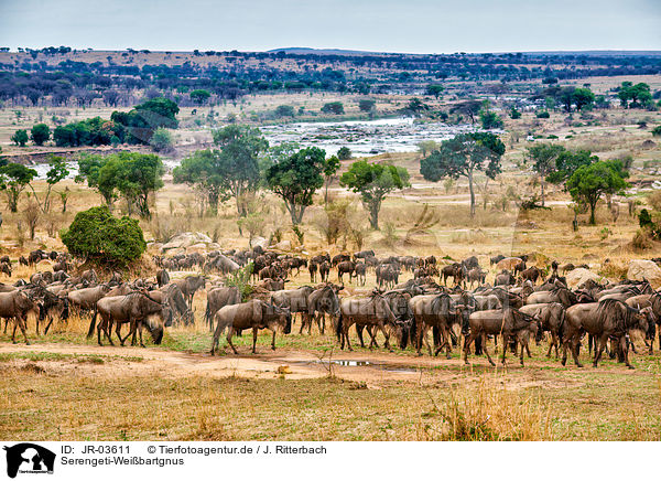 Serengeti-Weibartgnus / JR-03611