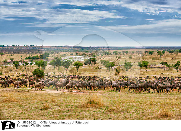 Serengeti-Weibartgnus / JR-03612