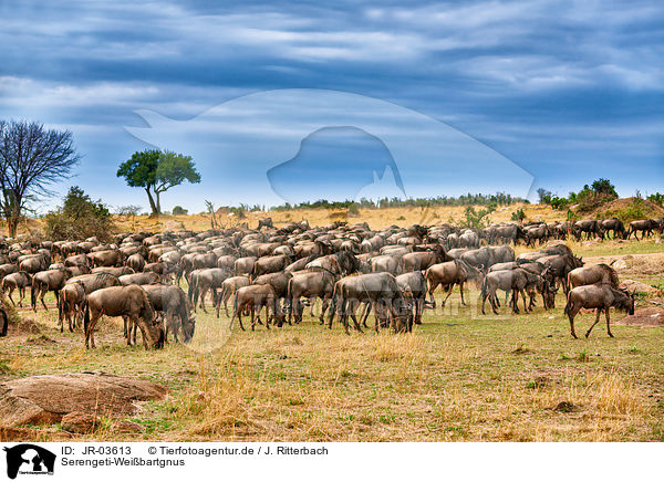 Serengeti-Weibartgnus / western white-bearded wildebeests / JR-03613