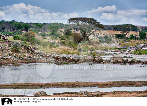 Serengeti-Weibartgnus / JR-03614