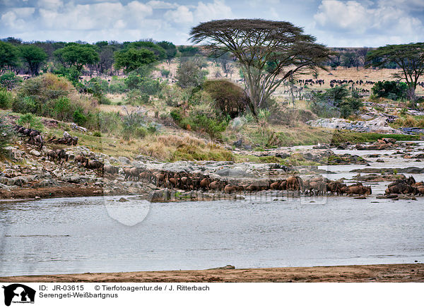 Serengeti-Weibartgnus / JR-03615