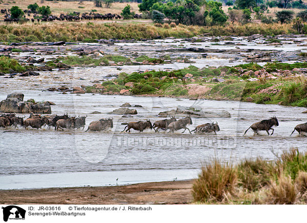 Serengeti-Weibartgnus / western white-bearded wildebeests / JR-03616