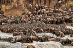 Serengeti-Weibartgnus