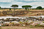 Serengeti-Weißbartgnus