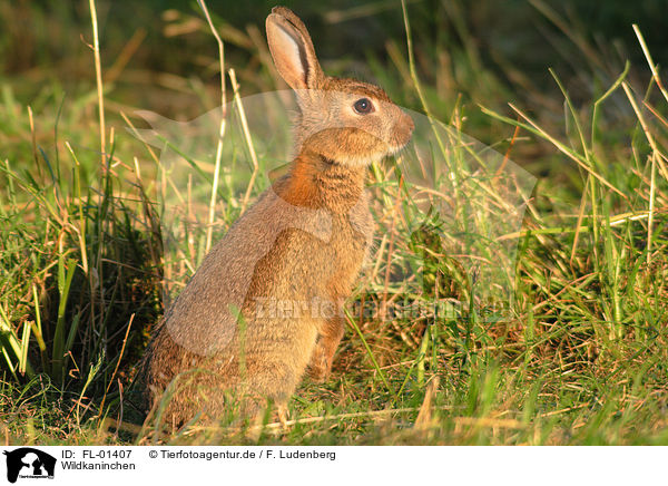 Wildkaninchen / FL-01407