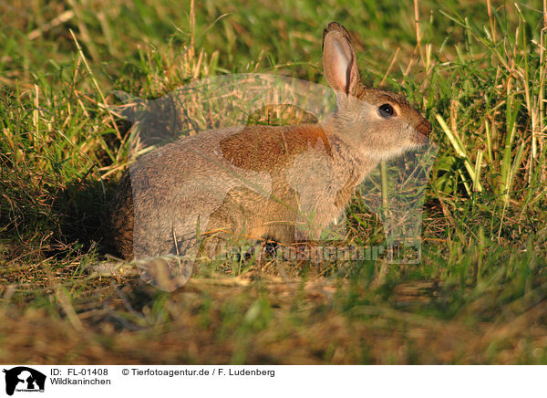 Wildkaninchen / FL-01408