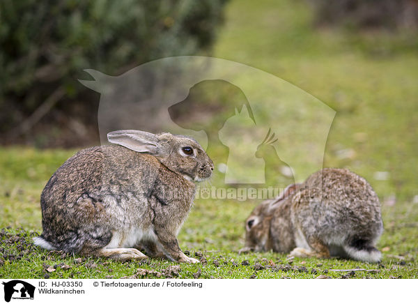 Wildkaninchen / rabbits / HJ-03350