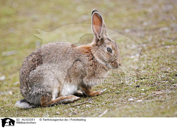 Wildkaninchen / rabbit / HJ-03351