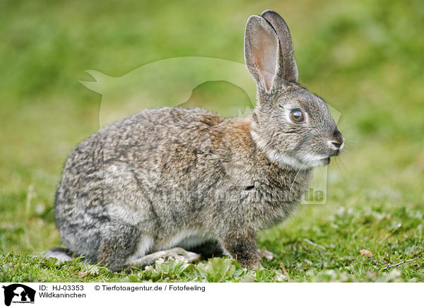 Wildkaninchen / rabbit / HJ-03353