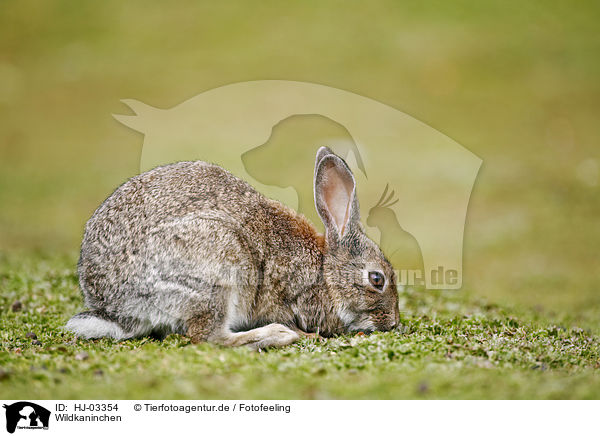 Wildkaninchen / rabbit / HJ-03354