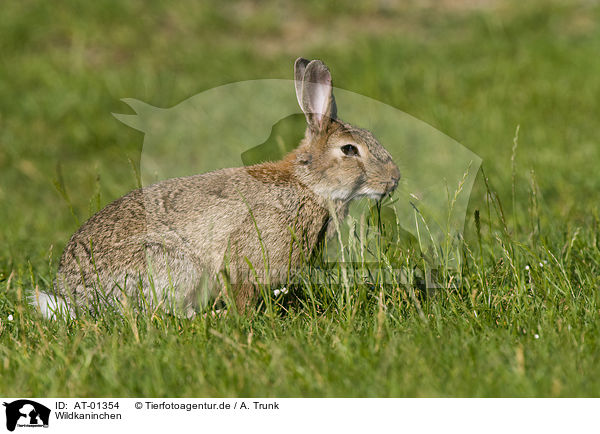 Wildkaninchen / european rabbit / AT-01354