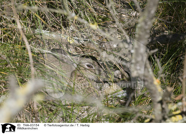 Wildkaninchen / THA-03154