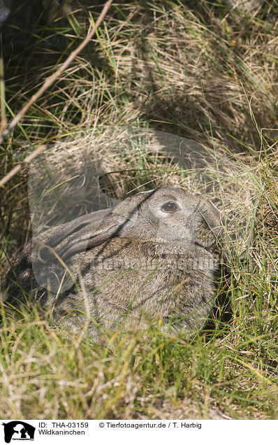 Wildkaninchen / THA-03159