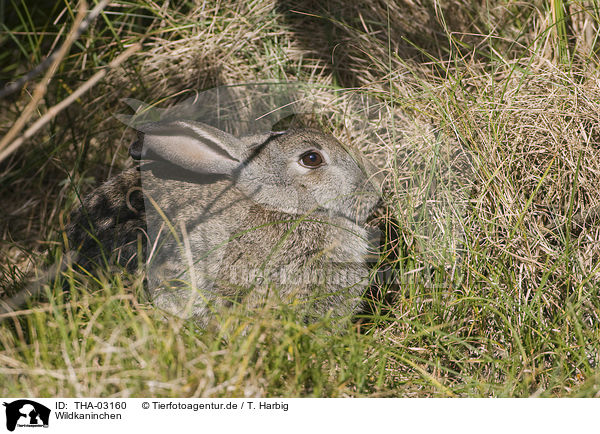 Wildkaninchen / THA-03160