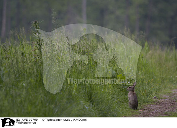 Wildkaninchen / european rabbit / AVD-02769