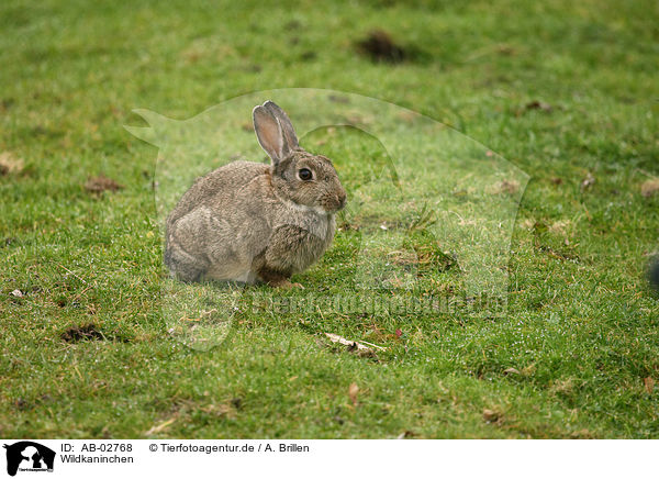 Wildkaninchen / AB-02768