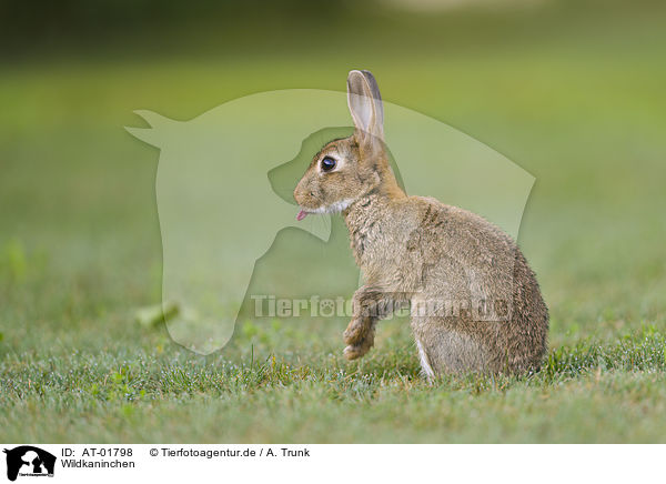 Wildkaninchen / european rabbit / AT-01798