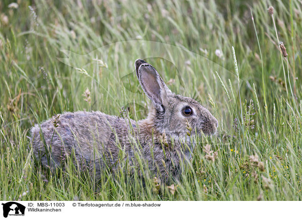 Wildkaninchen / european rabbit / MBS-11003