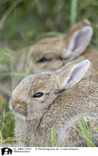 Wildkaninchen / european rabbits / MBS-11007