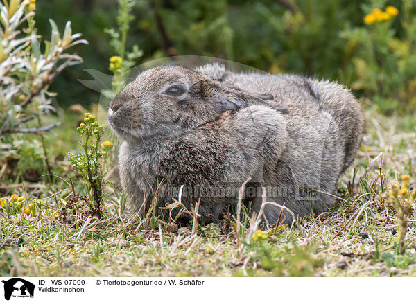 Wildkaninchen / european wild rabbit / WS-07099