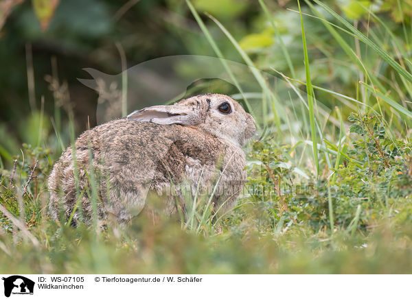 Wildkaninchen / european wild rabbit / WS-07105