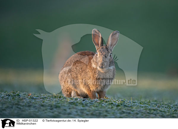 Wildkaninchen / european rabbit / HSP-01322