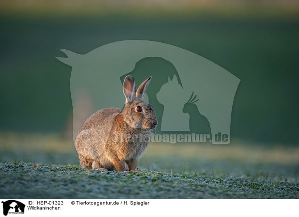 Wildkaninchen / european rabbit / HSP-01323