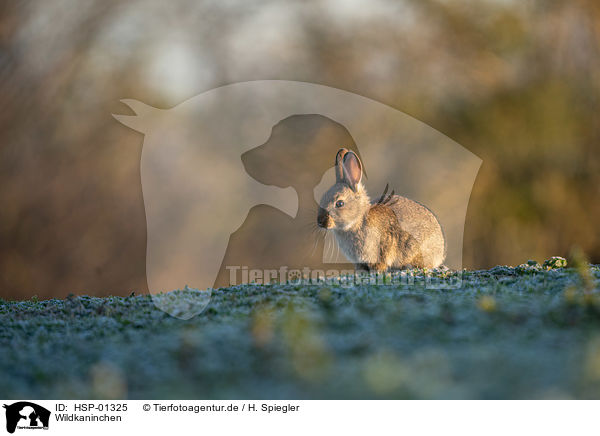 Wildkaninchen / european rabbit / HSP-01325