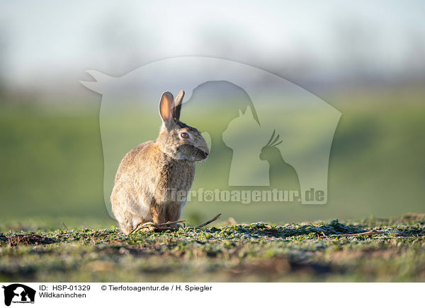 Wildkaninchen / HSP-01329