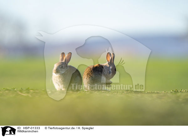 Wildkaninchen / european rabbit / HSP-01333