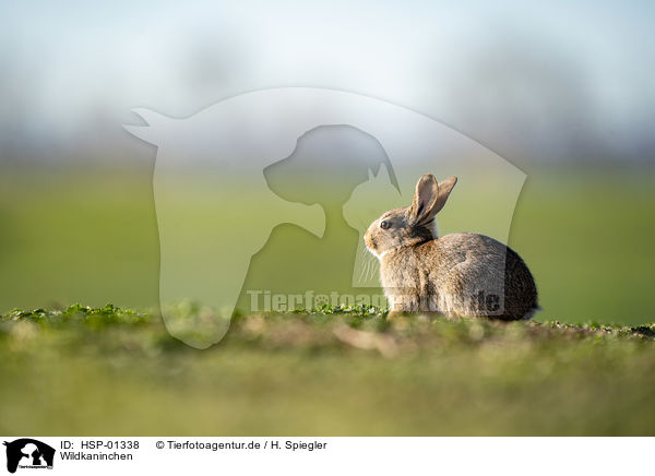 Wildkaninchen / european rabbit / HSP-01338