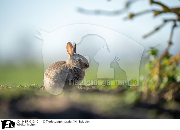 Wildkaninchen / european rabbit / HSP-01340