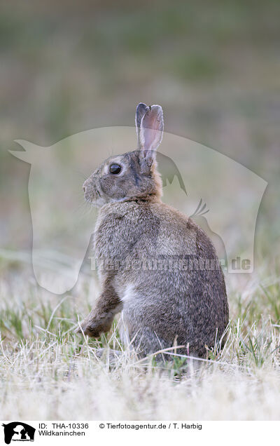 Wildkaninchen / THA-10336