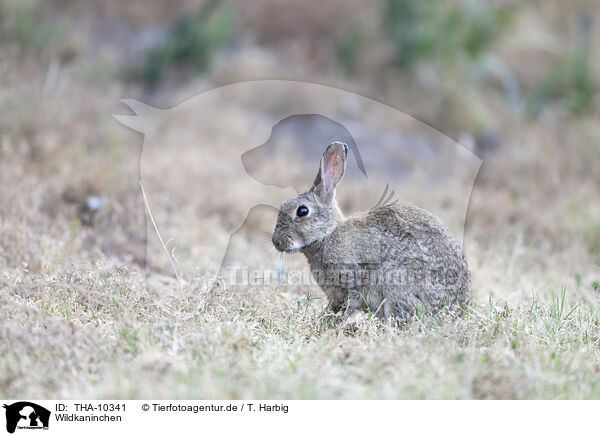 Wildkaninchen / european wild rabbit / THA-10341