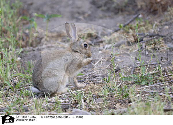 Wildkaninchen / european wild rabbit / THA-10352