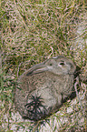 Wildkaninchen