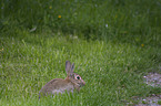 Wildkaninchen