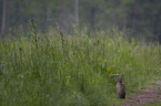 Wildkaninchen