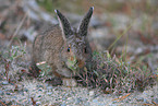 Wildkaninchen