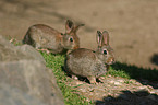 Wildkaninchen