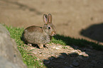 Wildkaninchen