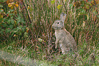 Wildkaninchen