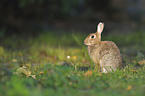 Wildkaninchen