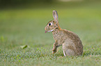 Wildkaninchen