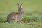 Wildkaninchen