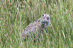 Wildkaninchen