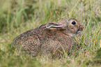 Wildkaninchen