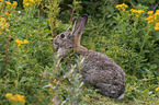 Wildkaninchen