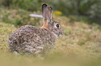 Wildkaninchen